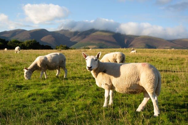 The Lake District National Park Travel Guide